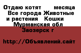 Отдаю котят. 1,5 месяца - Все города Животные и растения » Кошки   . Мурманская обл.,Заозерск г.